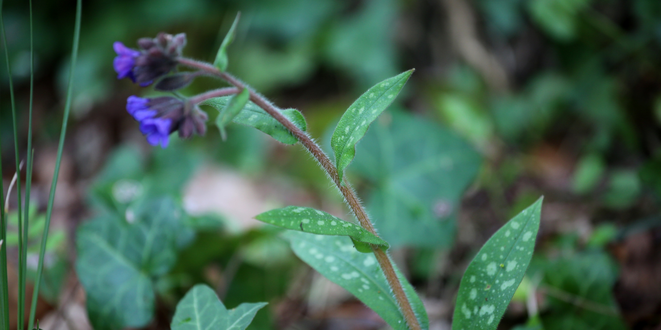 Pulmonaire officinale (Pulmonaria officinalis) © Nicolas Macaire / LPO